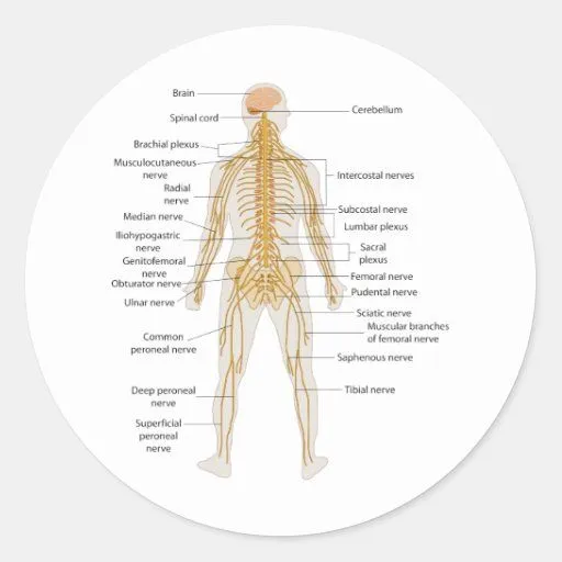 Diagrama del sistema nervioso del cuerpo humano pegatinas redondas ...