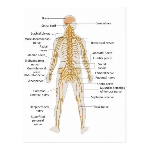 Diagrama del sistema nervioso del cuerpo humano tarjeta postal de ...