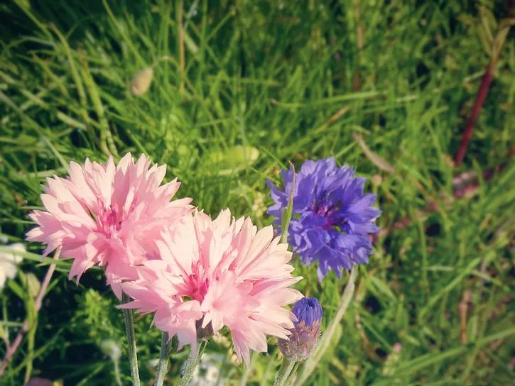 Dianthusa-Paris: Florecillas de verano