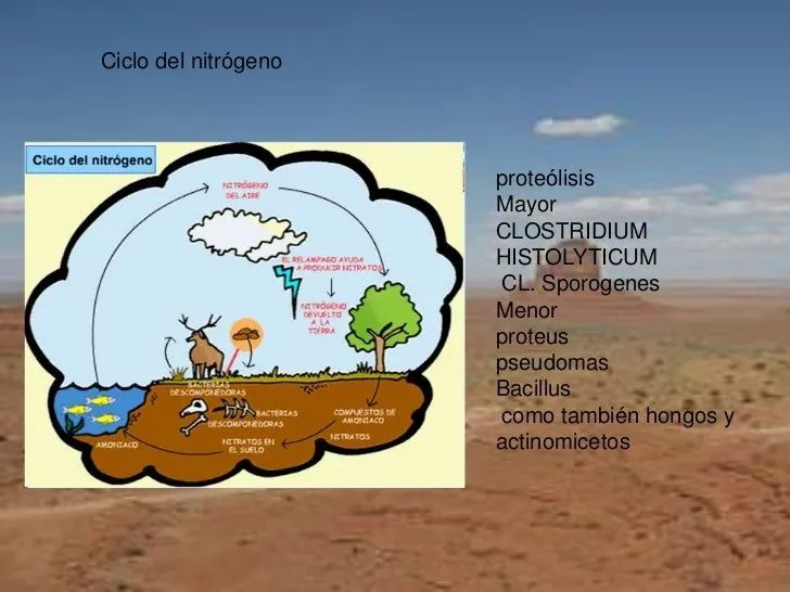 diapositivas-de-microbiologia- ...