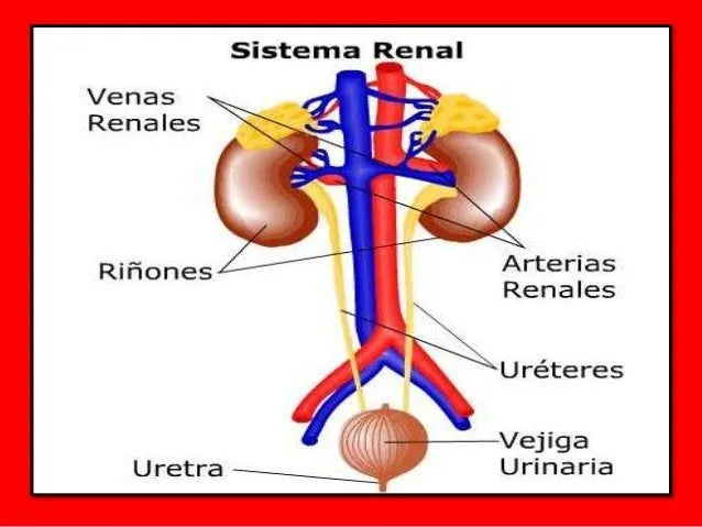 diapositivas-del-sistema- ...