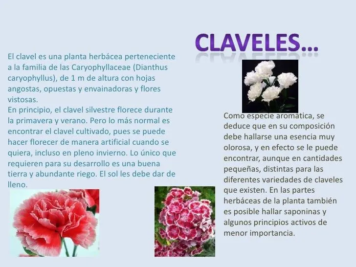 diapositivas de flores