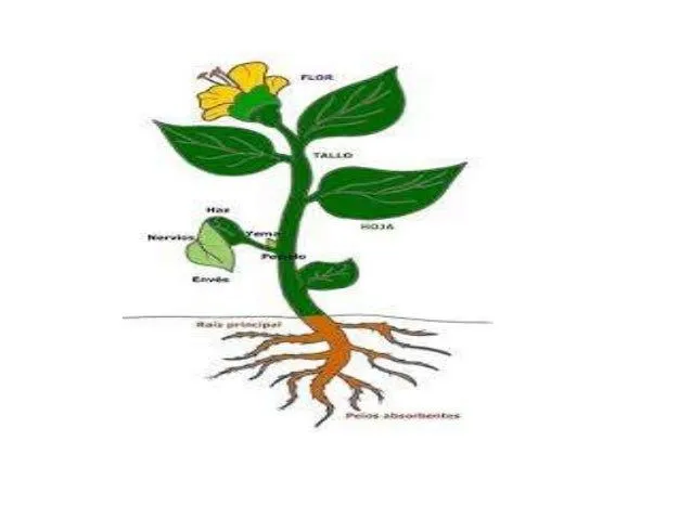 ejemplo-de-diapositivas-sobre- ...