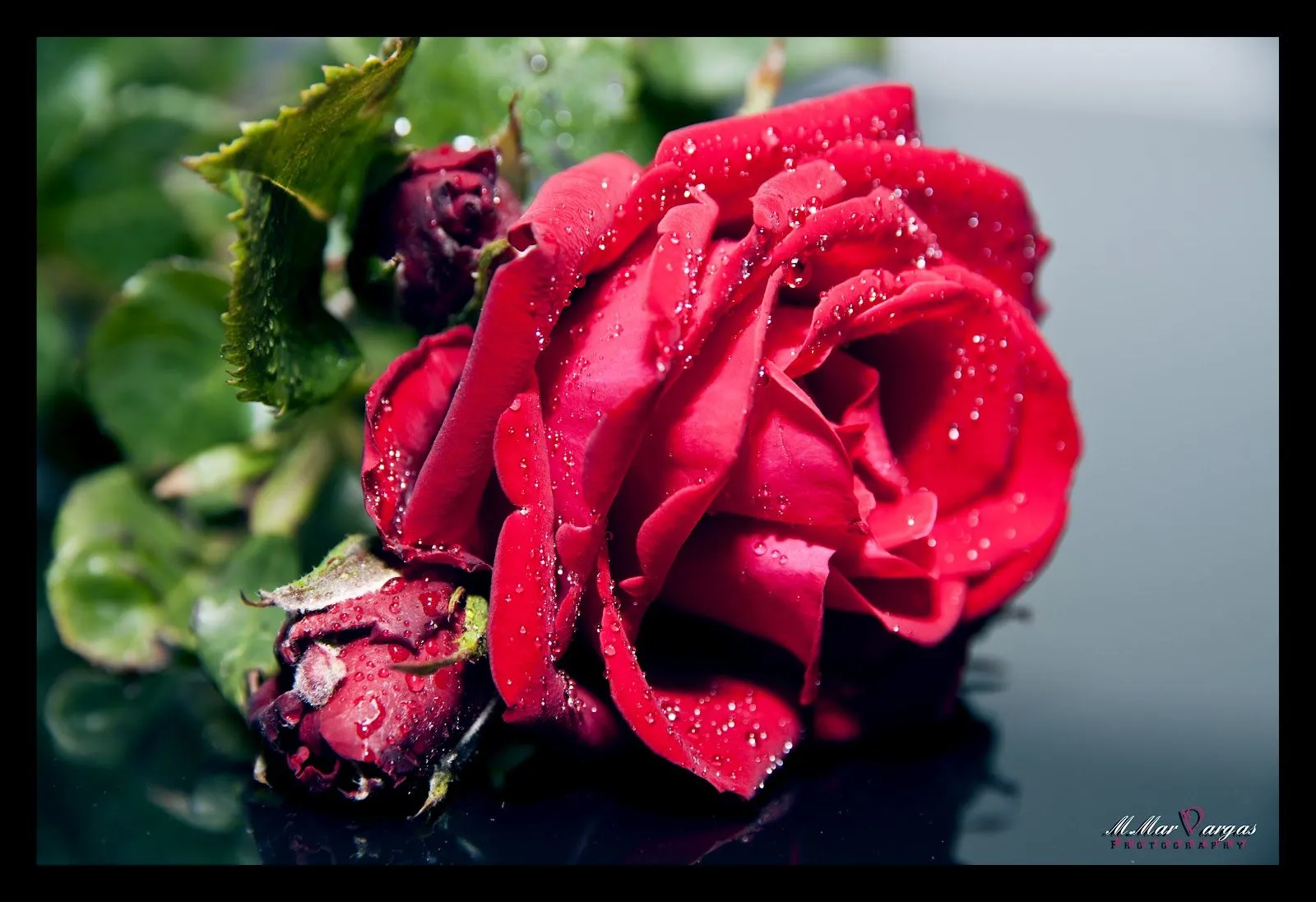 El Diario de Mar: La Vida es como Una Rosa, Hermosa pero con Espinas