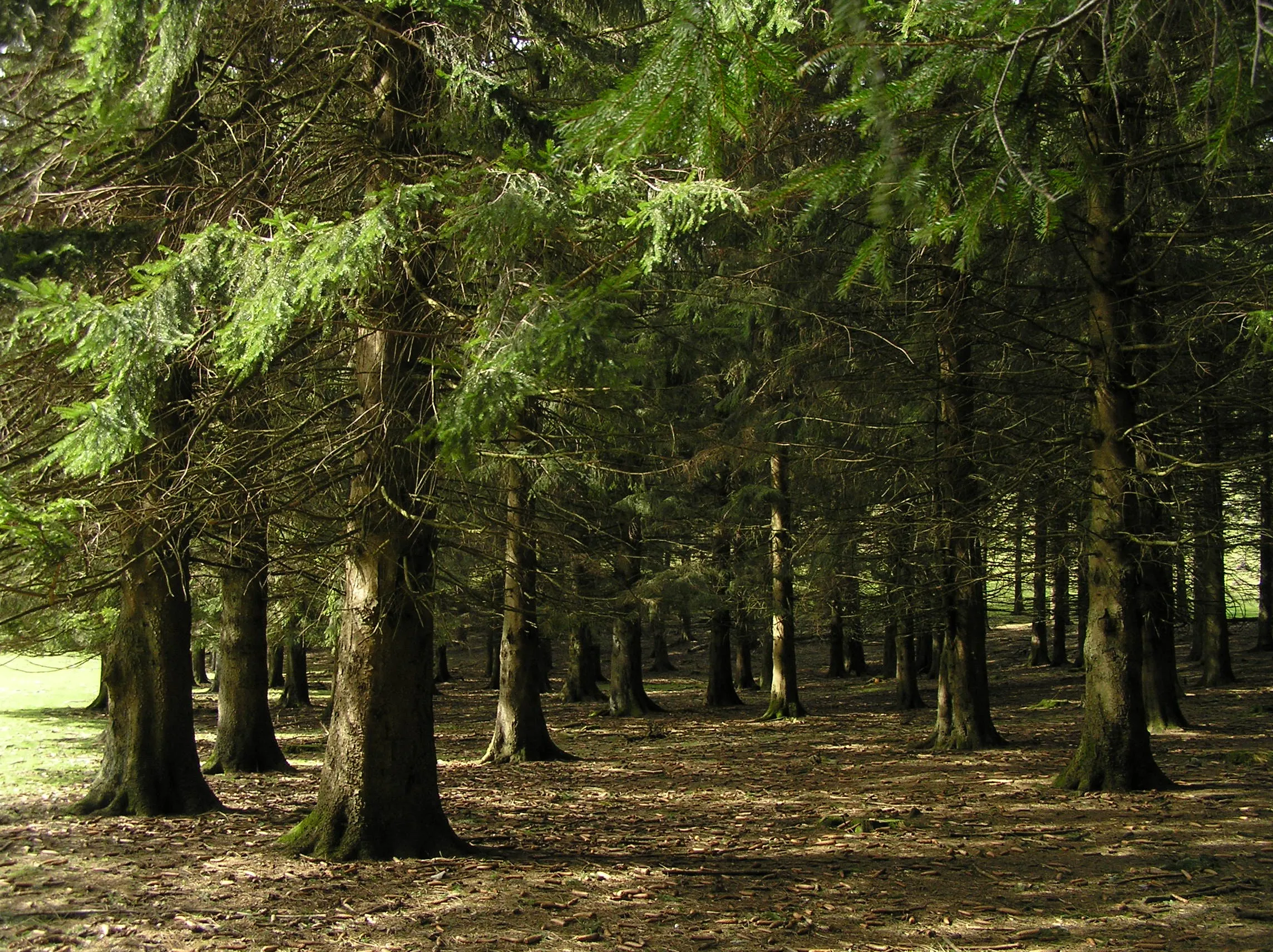 Diario de un montañero Paparazzi: Claro en el bosque