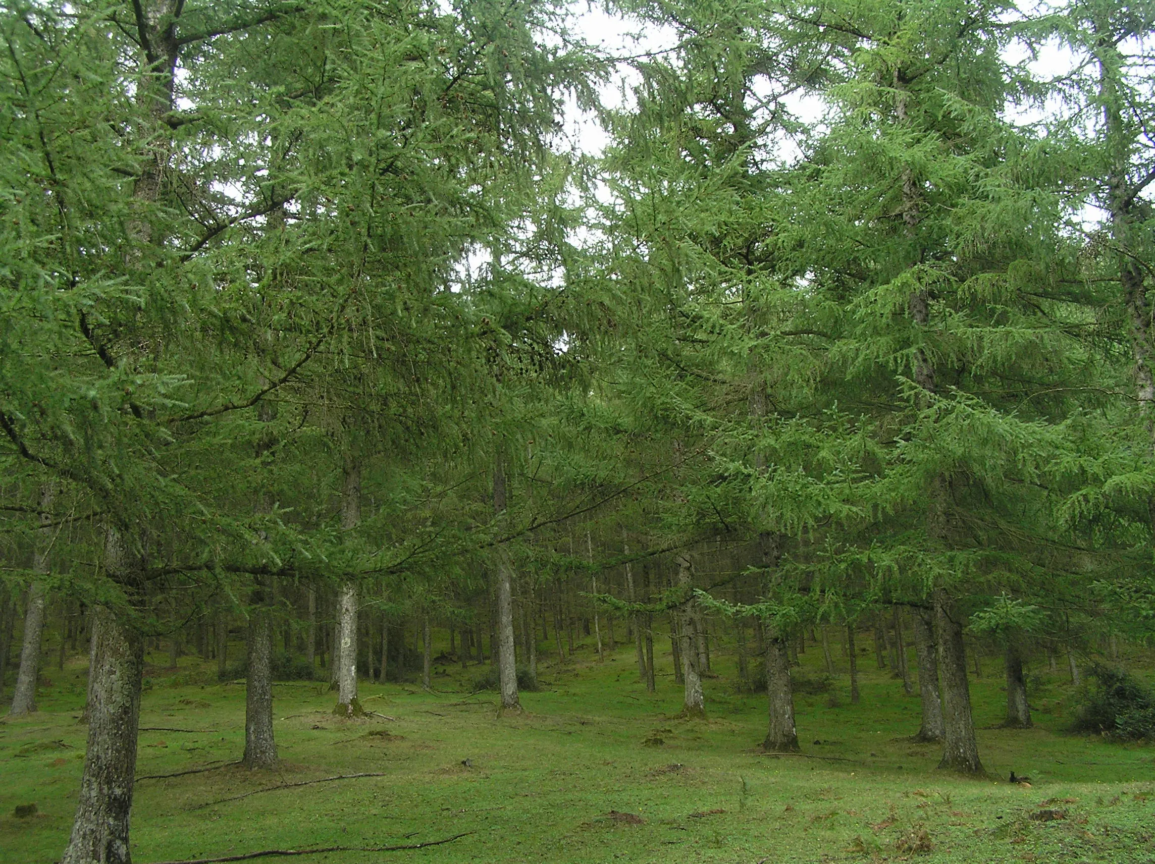 Diario de un montañero Paparazzi: Bosques