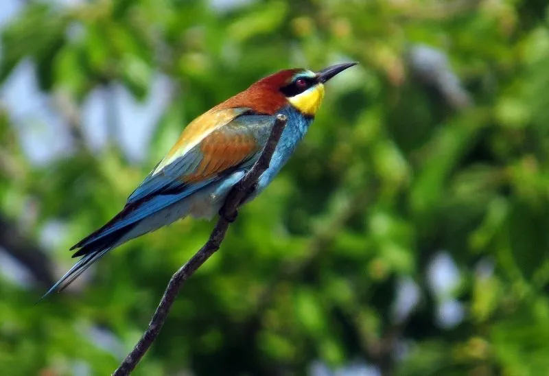 DIARIO DE UN NATURALISTA por Víctor J. Hernández: El arco iris se ...