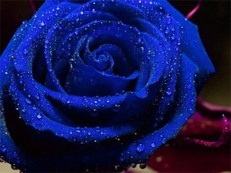 Rosas azules en 3D - Imagui