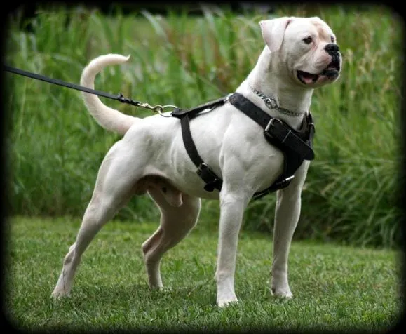 Diary of a Mad Pet Enthusiast: Breed of the Day: American Bulldog