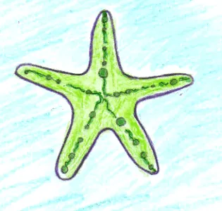 Dibuja una estrella de mar - Dibujar los animales del mar