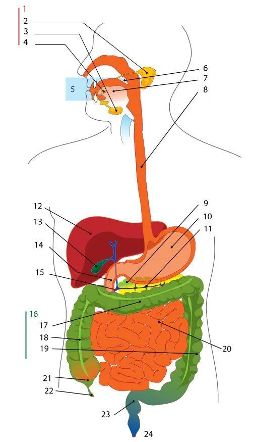 Sistema digestivo para dibujar y sus partes - Imagui