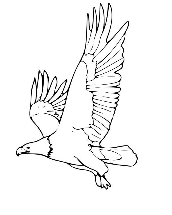 Como dibujar un agila - Imagui