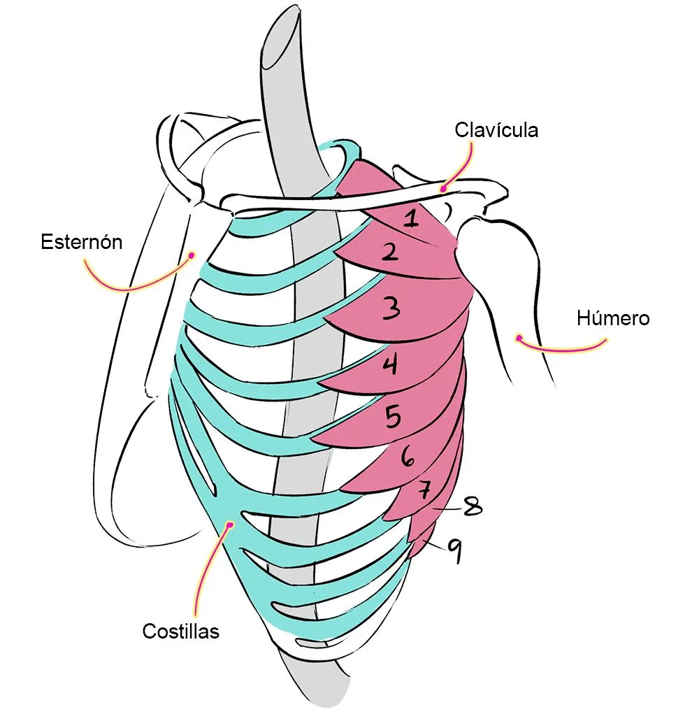 Dibujar anatomía: Músculos del cuerpo humano | Art Rocket