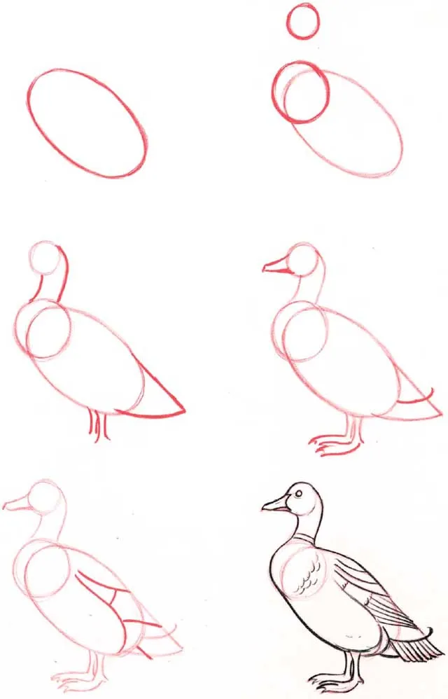  ... como dibujar animales a partir de formas basicas por ejemplo un pato