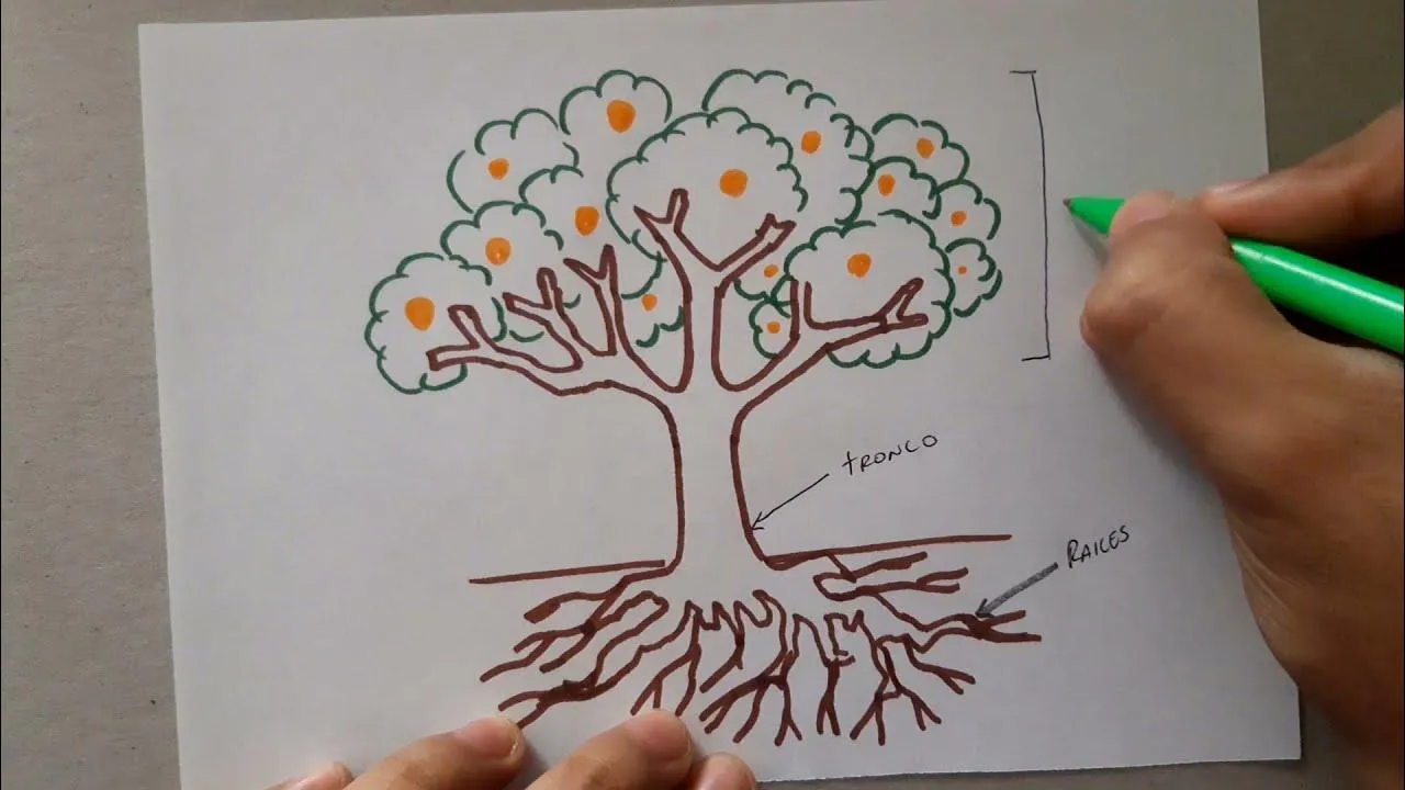 Cómo dibujar un árbol, planta y sus partes | How to draw a tree, plant and  its parts | - YouTube