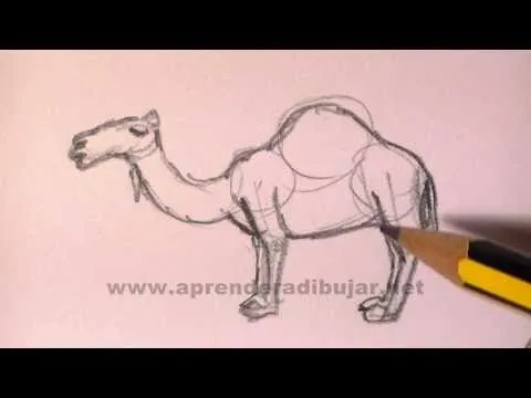 Cómo dibujar un camello - Dibujos de animales a lápiz - YouTube