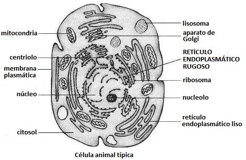 Celula animal y sus partes dibujo para colorear - Imagui