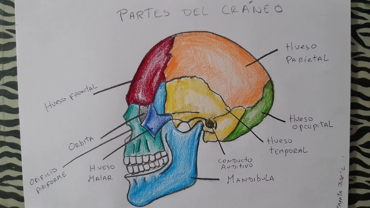 Cómo dibujar el cráneo y sus partes | How to draw the skull and its parts -  YouTube