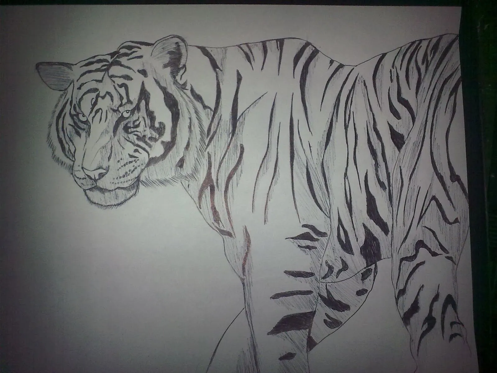 No se dibujar: Como dibujar un tigre blanco