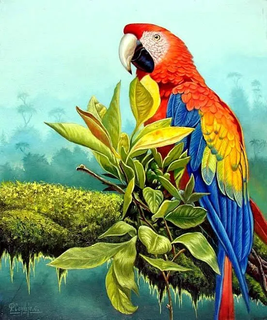 Como dibujar una guacamaya - Imagui