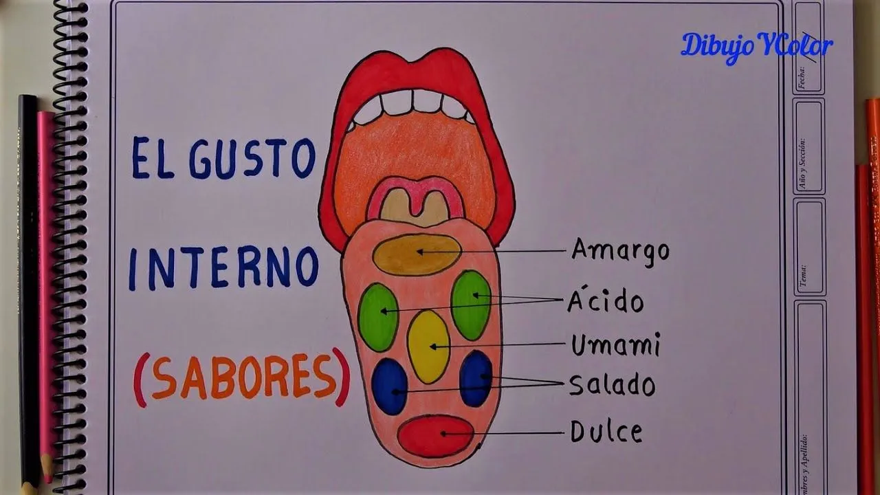 Como dibujar EL GUSTO y sus partes / SENTIDOS - YouTube