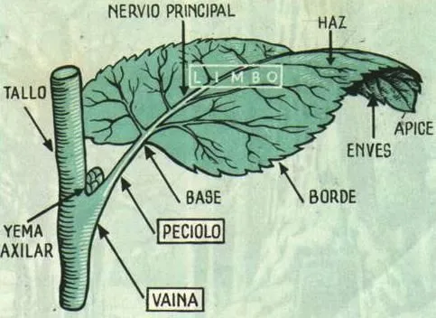 Dibujar una hoja con sus partes - Imagui