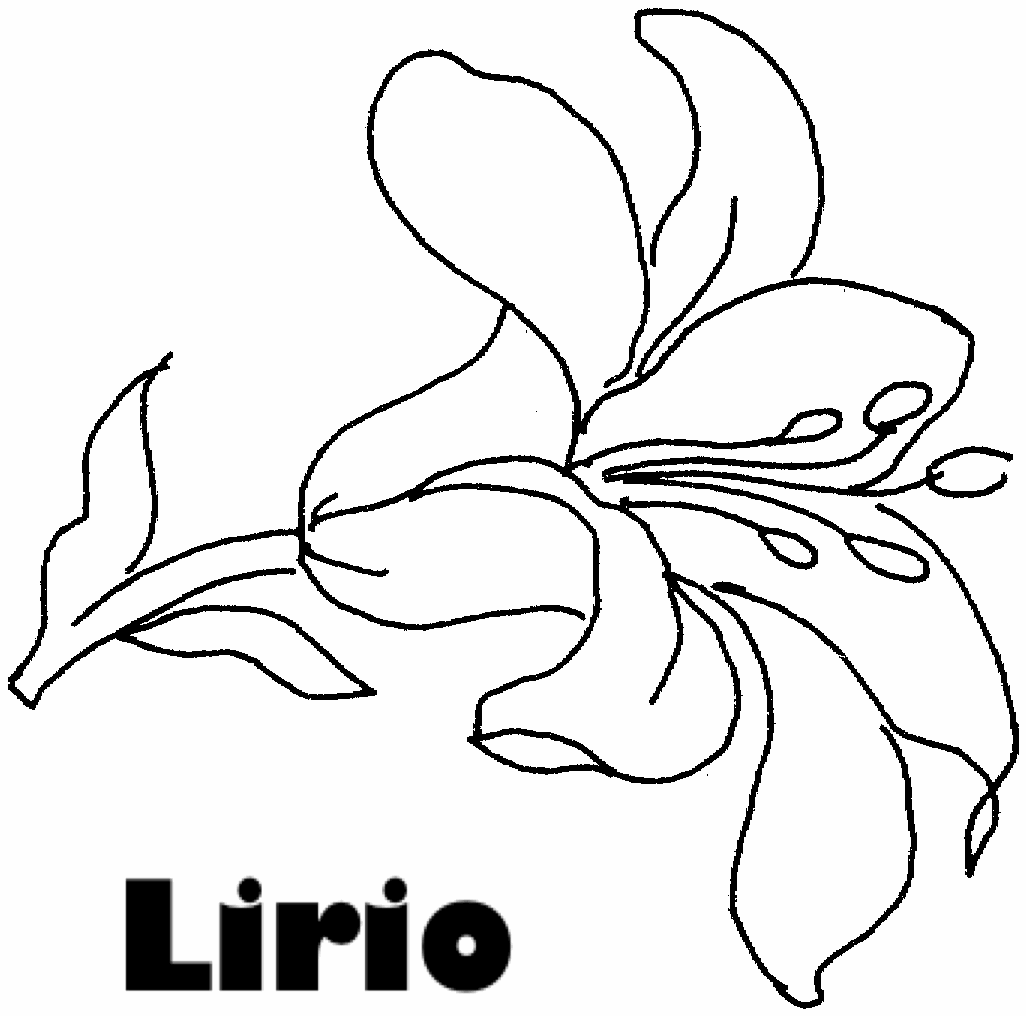 Dibujo de lirio flor para colorear - Imagui