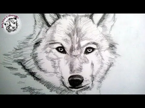 Como dibujar un lobo a lapiz, paso a paso: Como dibujar animales ...