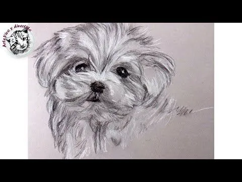 Como Dibujar un Perrito con Carboncillo y Lapiz Carbon Blanco y ...