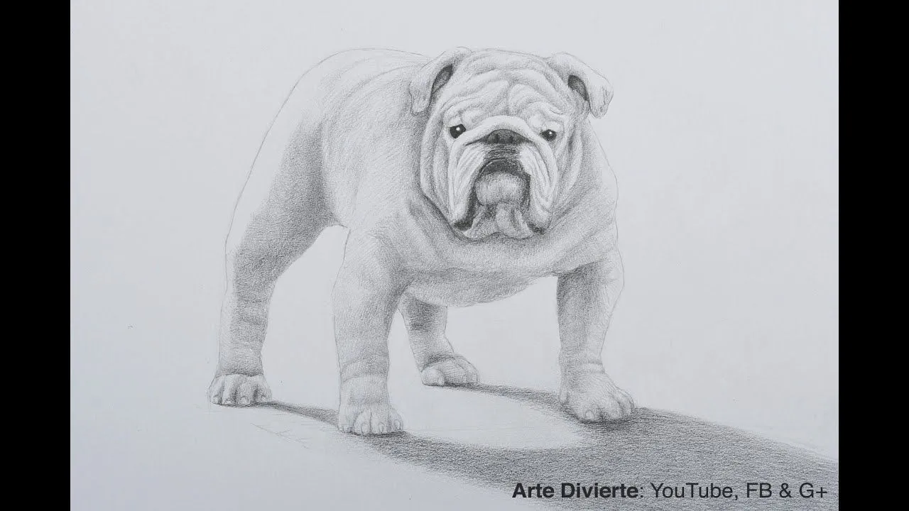 Cómo dibujar un perro bulldog a lápiz - YouTube