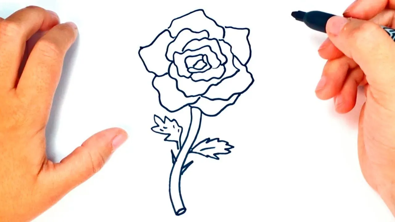Cómo dibujar una Rosa paso a paso | Dibujo fácil de Rosa - YouTube