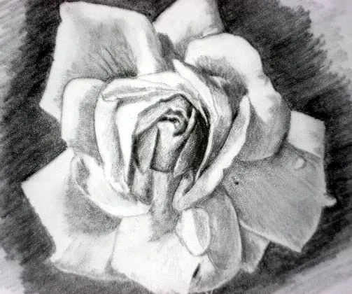 Cómo dibujar una rosa: Pasos y mejores técnicas de dibujo