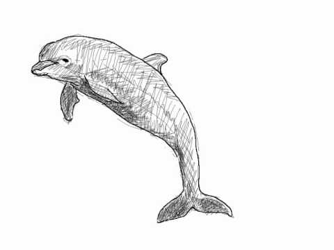 Como dibujar un delfin - Imagui