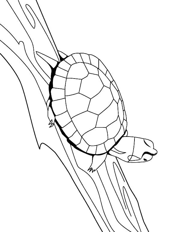 Dibujo 24 Tortugas para colorear