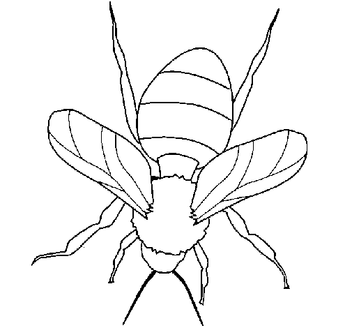 Dibujo de Abeja 1 para Colorear - Dibujos.net