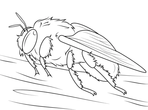 Dibujo de Abejorro para colorear | Dibujos para colorear imprimir ...