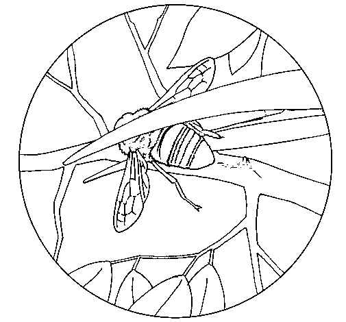 Dibujo de Abejorro 1 para Colorear - Dibujos.net