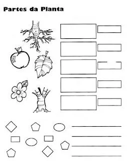 Dibujo de Actividad sobre Plantas para Colorear y Completar ~ 4 Dibujo