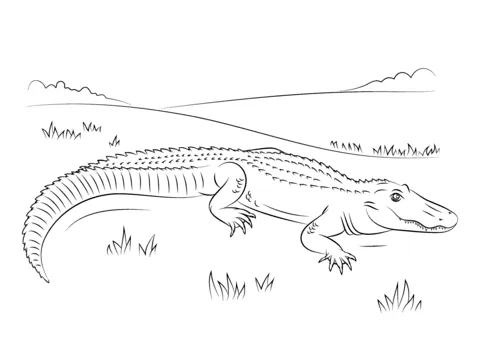 Dibujo de Aligátor Americano para colorear | Dibujos para colorear ...