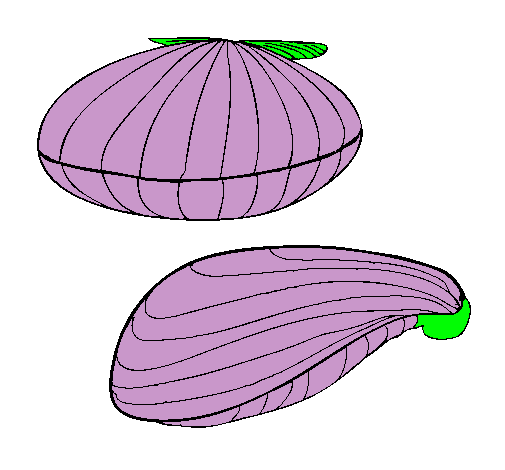 Dibujo de Almejas pintado por Perlita en Dibujos.net el día 28-10 ...