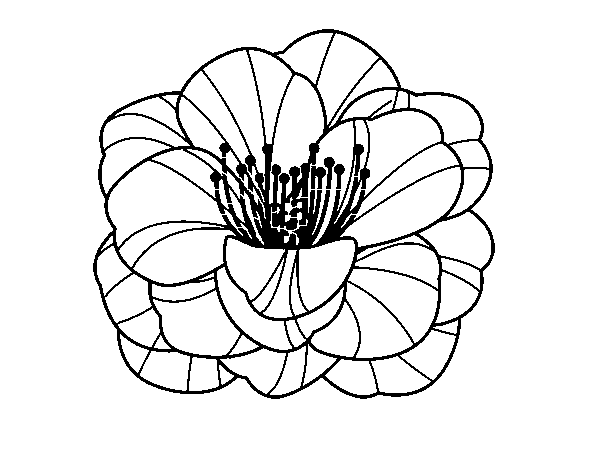 Dibujo de Amapola para Colorear - Dibujos.net