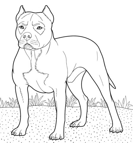 Pitbull Coloring page | Free Printable Coloring Pages