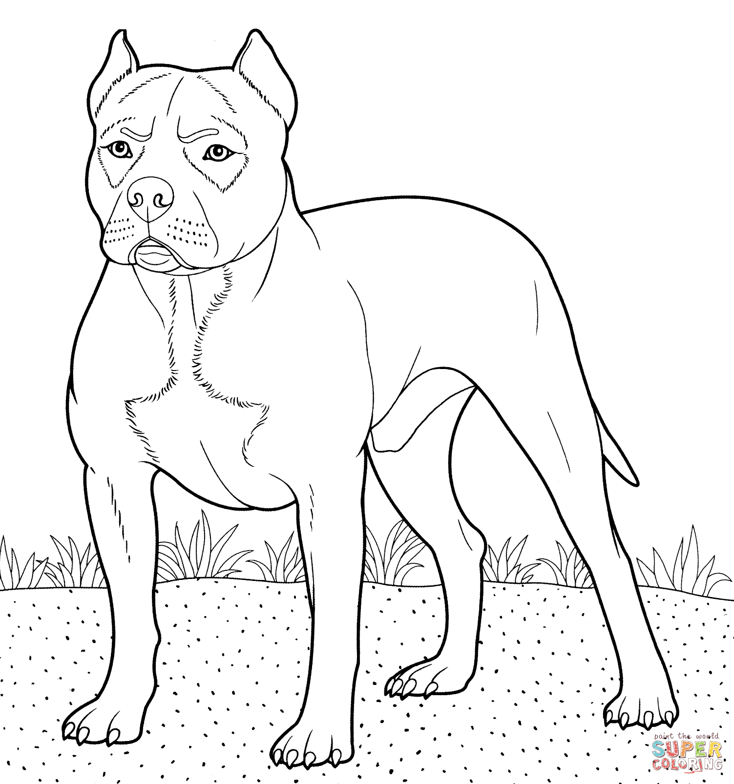 Dibujo de American Pit Bull Terrier para colorear | Dibujos ...