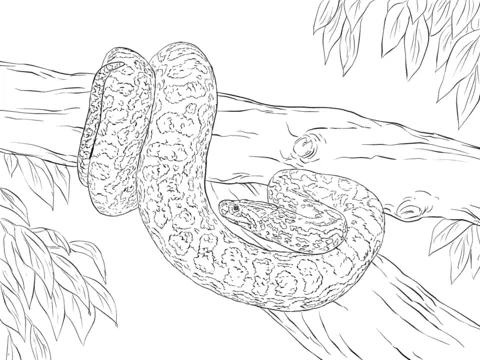 Dibujo de Anaconda Amarilla para colorear | Dibujos para colorear ...
