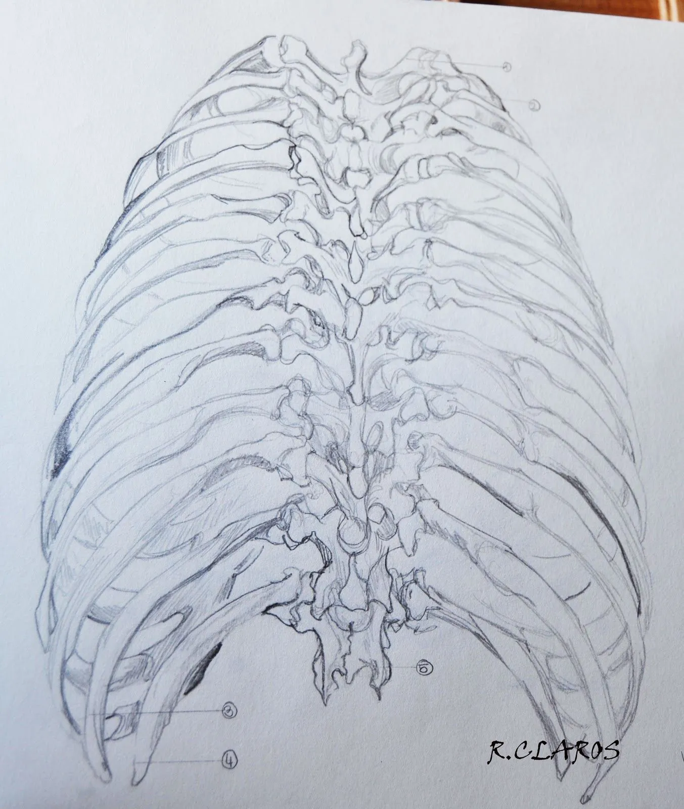 Dibujo Anatomía Artistica -Costilla | R.CLaros