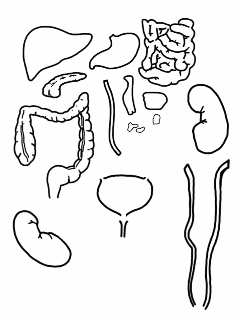 Sistema digestivo para niños para imprimir - Imagui