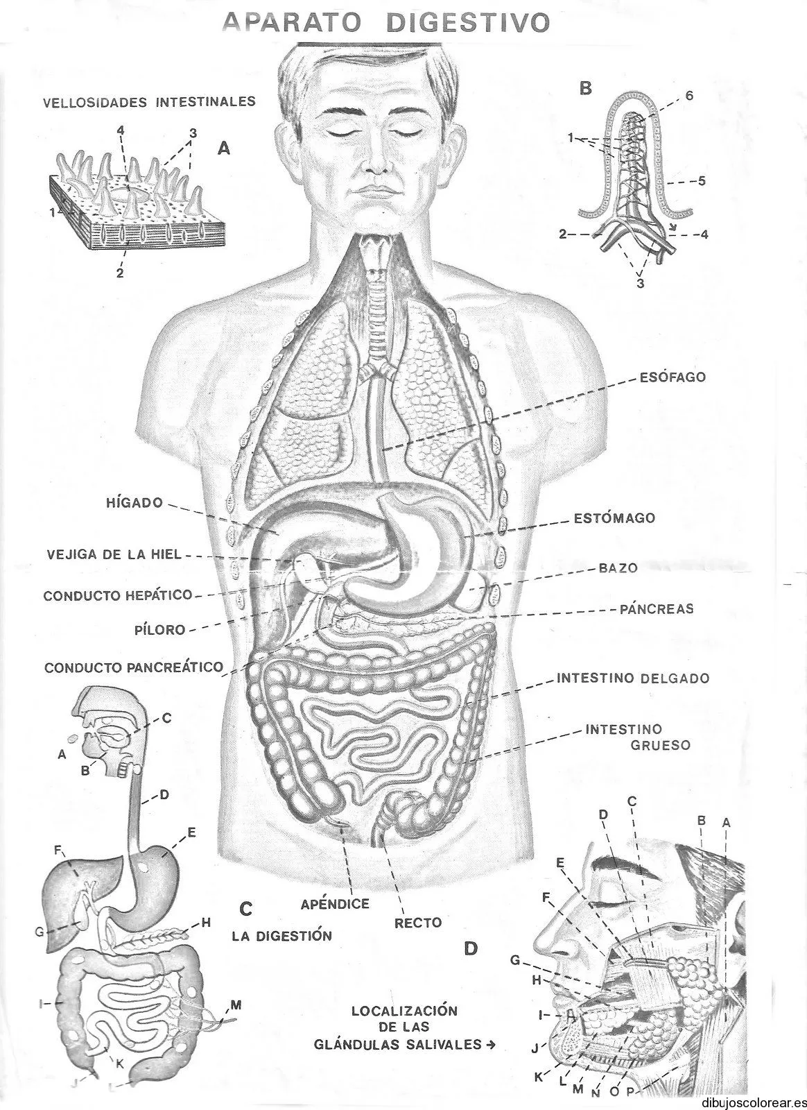Dibujo del aparato digestivo | Dibujos para Colorear