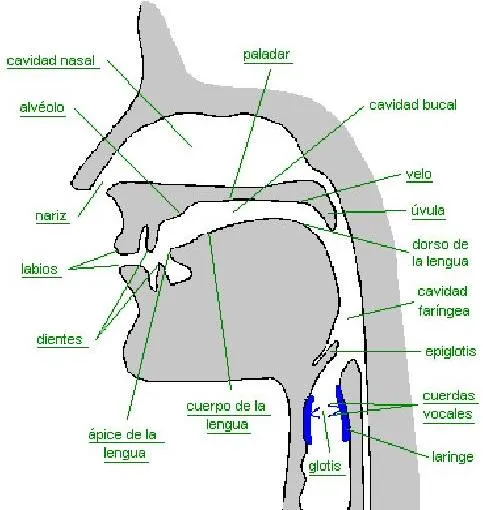 vive el mundo de la fonoaudiología: Aparato fonador