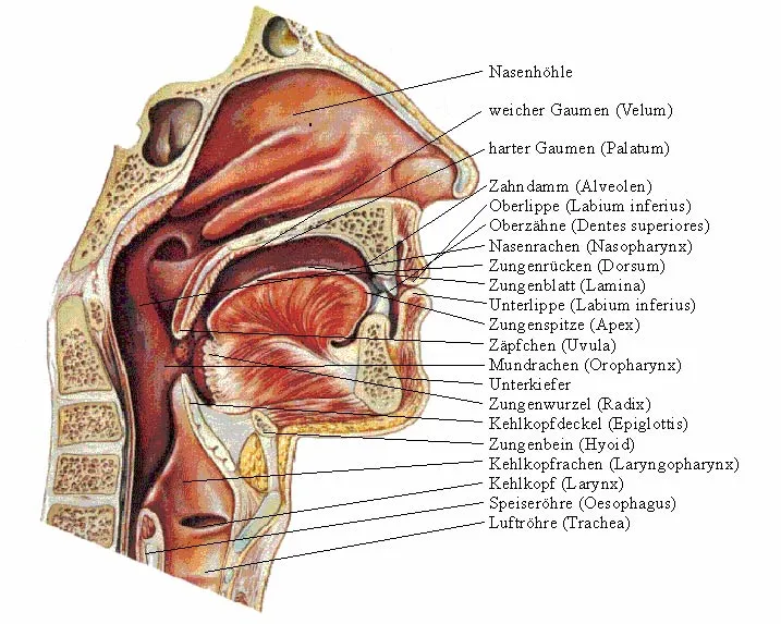 Dibujo del aparato fonador humano - Imagui