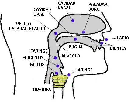 Dibujo del aparato fonador - Imagui